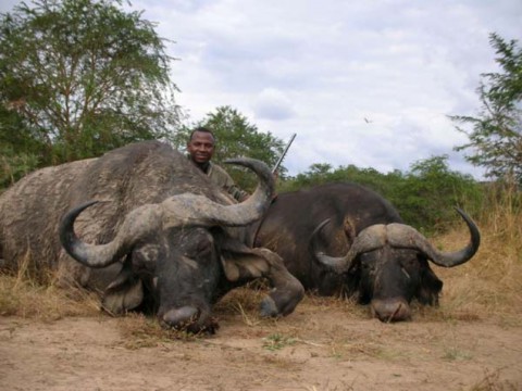 Kaffernbüffel erfolgreich bejagd in Tansania - Interhunt - jagen weltweit