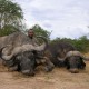 Kaffernbüffel erfolgreich bejagd in Tansania - Interhunt - jagen weltweit