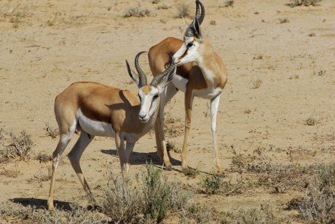 Jagd auf Spring bock in Namibia - Interhunt - jagen weltweit
