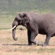 Jagd auf Elefant in Tansania - Interhunt - jagen weltweit