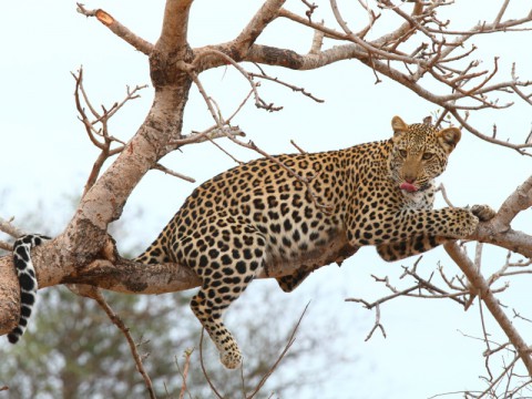 Jagd auf Leopard in Tansania - Interhunt - jagen weltweit