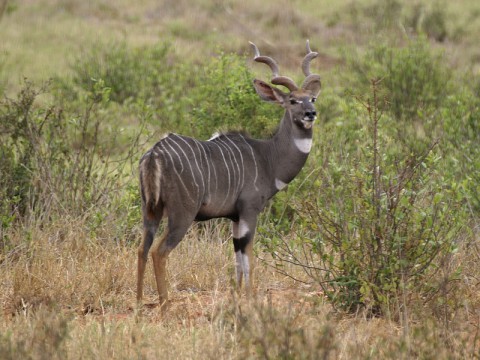 Jagd auf Lesser Kudu in Tansania - Interhunt - jagen weltweit