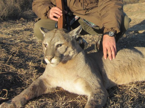 Jagd auf Puma in Argentinien - Interhunt - jagen weltweit