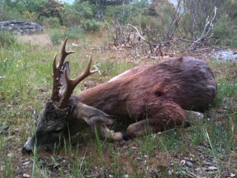 Jagd auf Rehbock in Spanien - Interhunt - jagen weltweit