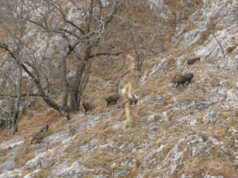 Steinböcke in der Brunft in Österreich - Interhunt - jagen weltweit
