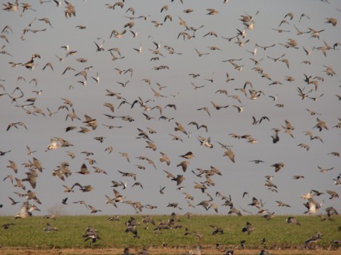 Unvergessliche Taubenjagd in Argentinien - Interhunt - jagen weltweit