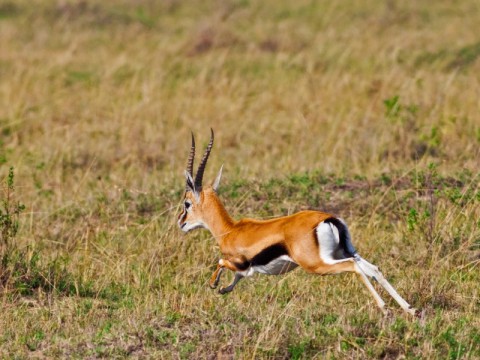 Jagd auf Thomson Gazelle in Tansania - Interhunt - jagen weltweit