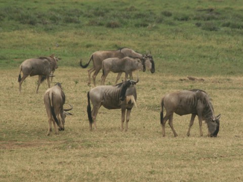 Gruppe von Wildebeest Tansania - Interhunt - jagen weltweit