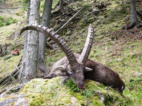 Steinbockjagd in Österreich - Interhunt - jagen weltweit