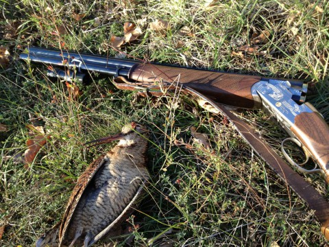 Wilde Schnepfen in Kroatien - Interhunt - jagen weltweit