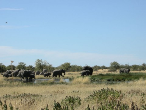 Elefanten Jagd im Caprivi - Interhunt - jagen weltweit