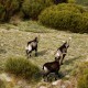 Steinbock Jagd in Spanien - Interhunt - jagen weiltwweit