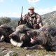 Jagd auf starke Keiler in der Türkei - Interhunt - jagen weltweit
