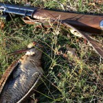 Wild Woodcock hunt in Croatia - Interhunt - hunting worldwide