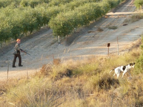 Flugwildjagd mit Hunden auf Wachteln in Kroatien - Interhunt - jagen weltweit