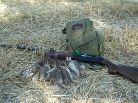 Jagd auf Wilde Wachteln in Kroatien - Interhunt - jagen weltweit
